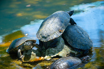 Obraz premium Red-eared slider or water slider turtles in the pond