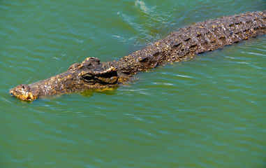 Crocodile or alligator close-up portrait