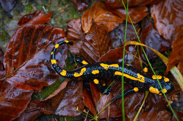 fire salamander or Salamandra salamandra
