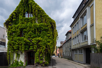 Naklejka premium House with ivy covering facade in Memmingen Germany.