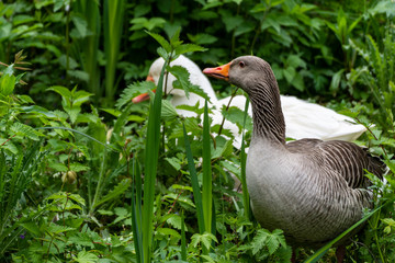 Bird nest in the grass with the male goose looking around .