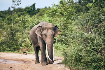 Wildlife elephant in Sri Lanka