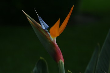 Fototapeta na wymiar Strelitzia reginae, Bird-of-paradise 