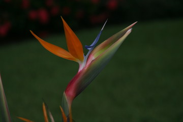 Fototapeta na wymiar Strelitzia reginae, Bird-of-paradise 