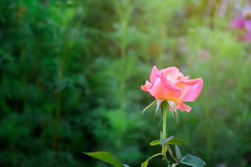 red rose flower with green background in roses garden