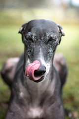 schwarzer Greyhound leckt sich die Nase