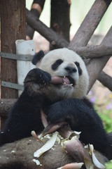 Big Panda bröseln