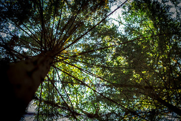 tree in forest