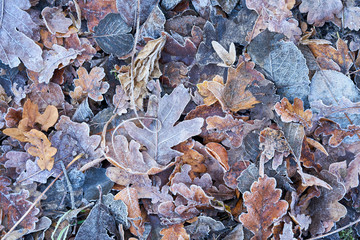 Dekoratives buntes Herbstlaub nach dem ersten Frost