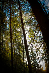 Obraz premium sun in the forest