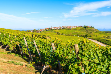 Fototapeta na wymiar View of vineyards in Riquewihr village, Alsace Wine Route, France