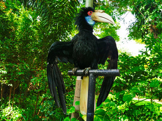 Portrait of a Great hornbill on green leaves background. Oriental pied hornbill. A rare bird with a large beak in the zoo