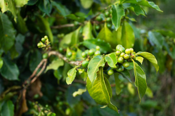 Coffee plant growing. Natural background. Vietnam.