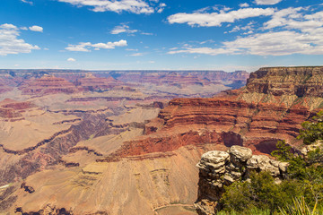 Shrubs on the edge of the Grand Canyon, Arizona, USA.