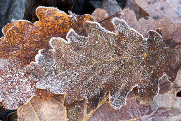 Nahaufnahme der feinen Blattstrukturen von buntem Herbstlaub mit Eiskristallen