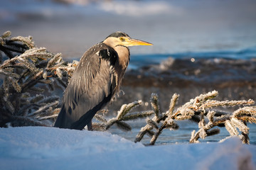 Grey heron, ardea cinerea, standing near river with water flowing in background at sunrise. Wild...