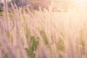 Grass flower ,Close up soft focus a little wild flowers grass in sunrise and sunset background warm vintage tone