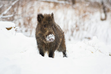 Young wild boar, sus scrofa, piglet with snow on snout looking curiously in wintertime. Hairy cute animal watching on a meadow in nature with copy space.