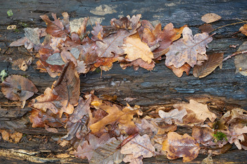 Nahaufnahme von buntem Herbstlaub auf einem Baumstamm