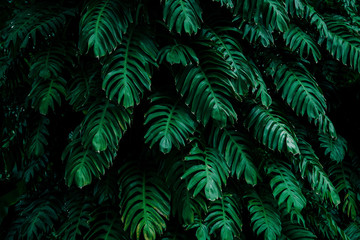 tropical leaves,( Philodendron) green foliage in jungle, nature background