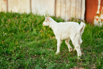 goat on a meadow