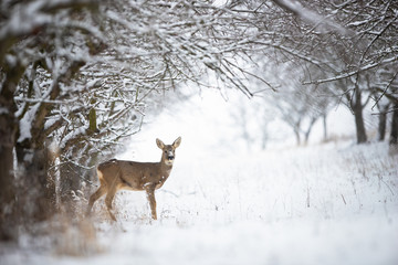 Solitary roe deer, capreolus capreolus, doe standing on snow in forest with copy space. Female wild...