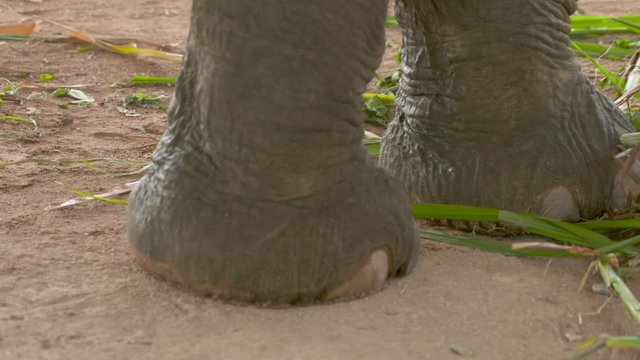 Close up of elephant feet taking a few steps.