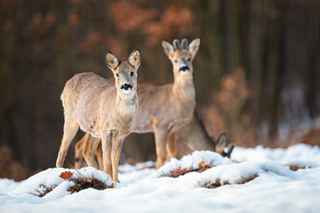Naklejka na ściany i meble Roe deer, capreolus capreolus, doe and buck looking at camera on a snow covered meadow in wintertime. Wild mammals with brown fur in wilderness in Slovakia, Europe.