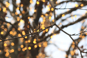 defocused abstract lights and tree
