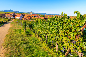 Fototapeta na wymiar Grapes in vineyards near Beblenheim village, Alsace Wine Route, France