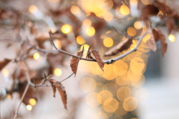 defocused abstract lights and tree