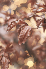 defocused abstract lights and tree