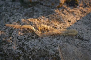 lizard on rock