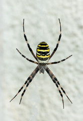 A big wasp spider sitting in web