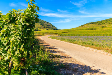 Fototapeta na wymiar Rural road among vineyards on hills near Riquewihr village on sunny beautiful day, Alsace Wine Route, France