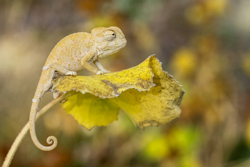baby chameleon