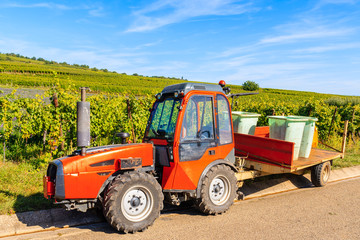 Obraz na płótnie Canvas Tractor with trailer full of grapes during harvesting in Riquewihr village vineyards, Alsace Wine Route, France