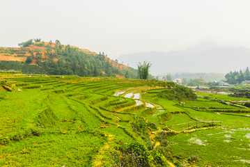 Obraz premium Green rice terraces by Ma Cha hmong village, Sapa, Vietnam 