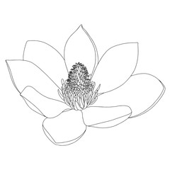 Magnolia flower sketch on white background. Floral botany. Hand drawn botanical illustration in black and white. Line art. Big floral outline vector element.