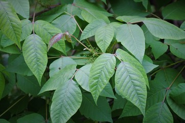 poison ivy identification photo