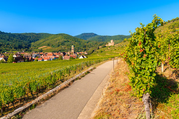 Fototapeta na wymiar Road along vineyards to Kaysersberg village, Alsace Wine Route, France
