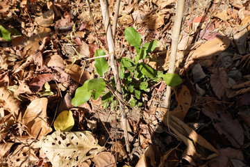Green Melientha suavis plants in the forest.
