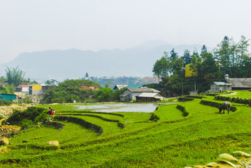 Fototapeta na wymiar Green rice terraces by Ma Cha hmong village, Sapa, Vietnam 