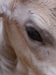 Fototapeta premium close-up von einer Kuh 