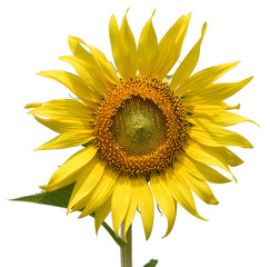 sunflower isolated on white background