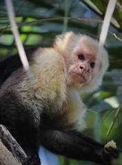 white face monkey in costa rica