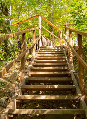 Wooden stairs in a wooded forest with leaves