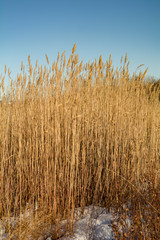 Tall grass against a blue prairie sky