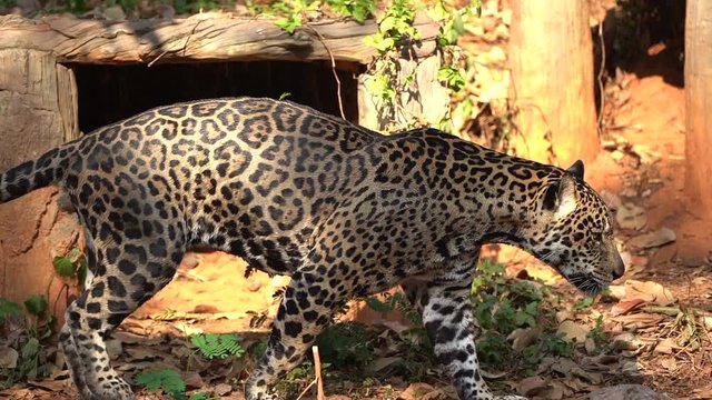  Wild animals  Jaguar or Javan leopard 