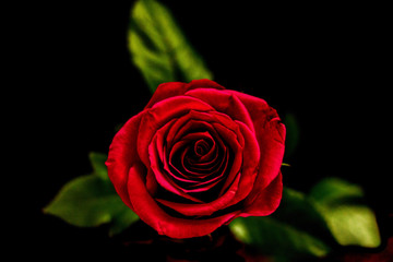 red rose on black background
